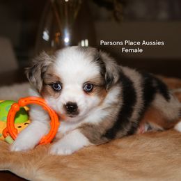 Blue Merle girl - Blue merle female Toy Australian Shepherd puppy in Chandler, Oklahoma from Parsons Place Aussies