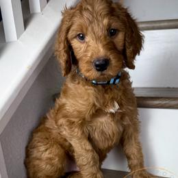Gouda - Red  male Goldendoodle puppy in Murrieta, California from Apricot Poodles & Goldendoodles, LLC