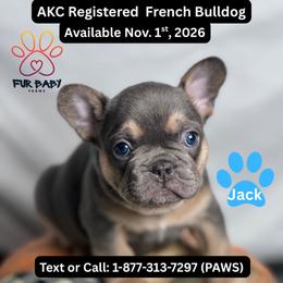Jack - Tricolors male French Bulldog puppy in Michigan from Fur Baby Farms