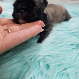 Bailey's boy 2 - Fawn male Pekingese puppy in Maurice, Louisiana from Stephanie's Bayou Pekingese