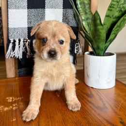 Mr. Graham (AKC) - Red mottled male Australian Cattle Dog puppy in Sahuarita, Arizona from A2 Australian Cattle Dogs