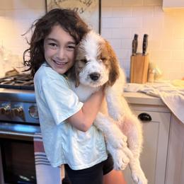 Saint Berdoodle Puppies from Country Manor Saint Berdoodles