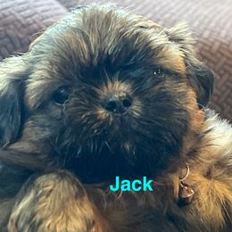 Jack Daniels - Red and tan male Shih Tzu puppy in Bloomfield, Indiana from Meihem Pups