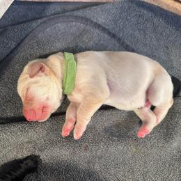 Jasper - Yellow male Labrador Retriever puppy in Rock Hill, South Carolina from North Star Retrievers