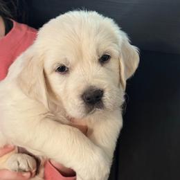 Boy 2 - Light golden male Golden Retriever puppy in College Station, Texas from Golden Care Golden Retrievers