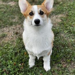 Pembroke Welsh Corgis from Henion’s Corgis