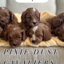 Cavalier King Charles Spaniels and Cavapoos from Pixie Dust Cavaliers