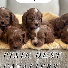 Cavalier King Charles Spaniels and Cavapoos from Pixie Dust Cavaliers