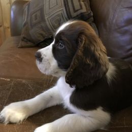 English Springer Spaniel Puppies from Georgia's Springers