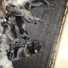 Miniature Schnauzer Puppies from Byrd's House