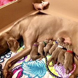 Weimaraner Puppies from Zauberhaft Weimaraners