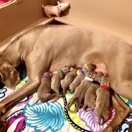 Weimaraner Puppies from Zauberhaft Weimaraners