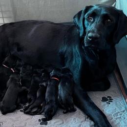 Labrador Retriever puppies from Hudson Silverado Bird Dogs