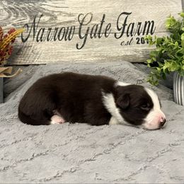 Mazie - White and red female Border Collie puppy in Moody, Texas from Narrow Gate Farm