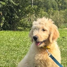 Junior - male Goldendoodle puppy in Grant County, Indiana from On The Sunny Side Pavey Farms