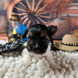 Boy 5 - Black tan and white male Biewer Terrier puppy in Douglas, Georgia from Southern Georgia Yorkies and biewers