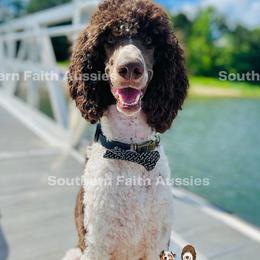 Aussiedoodles and Poodles from Southern Faith Aussies