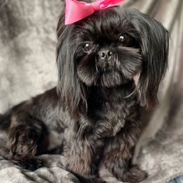 Lady Shade - Shih Tzu