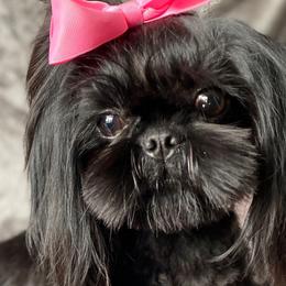 Lady Shade - Shih Tzu