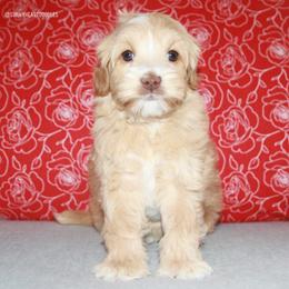 Grizzly - Caramel male Australian Labradoodle puppy in Hackettstown, New Jersey from Sunny Heart Doodles
