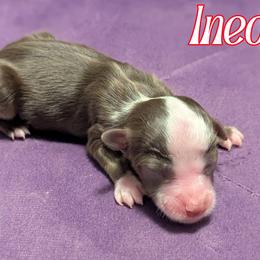 Ineos - Red tri male Toy Australian Shepherd puppy in Mountain Home, Idaho from LJK Boxers & Toy Aussies