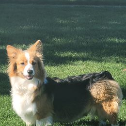 Pembroke Welsh Corgi Puppies from Top-Notch Paws