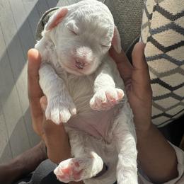 Luna - White female Cavapoo puppy in Aiken, South Carolina from Cavapoos of the Carolinas