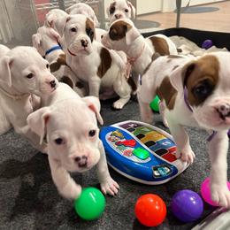 Girl 3 white 'Runt' - White female Boxer puppy in Nashville, Tennessee from Best Friends over 20+ years experience