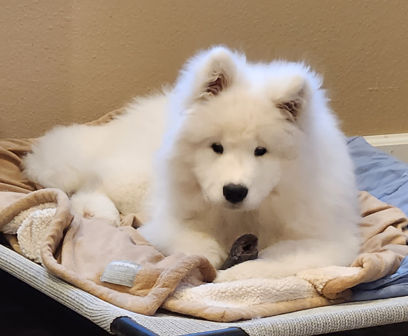 Samoyed Puppies from Dream Samoyeds