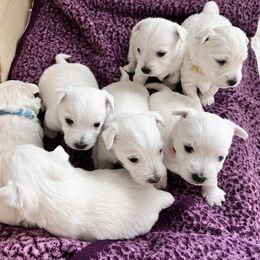 West Highland White Terrier Puppies from Treasure Valley Idaho Westies