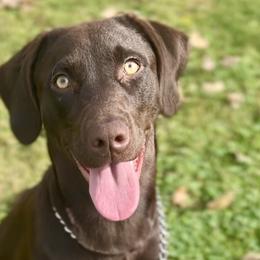 Labrador Retrievers from Cedar Ridge Labradors