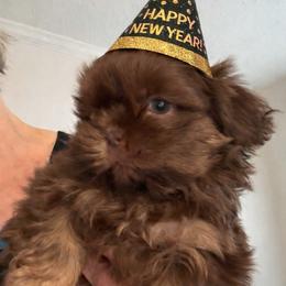 Axel - Chocolate male Shih Tzu puppy in Covington, Georgia from Top Hats 2  Shih Tzu’s