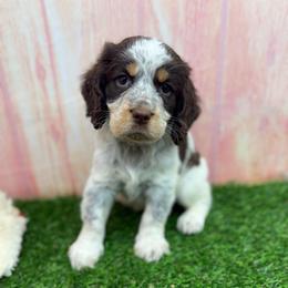 Luna - Liver white and roan female English Springer Spaniel puppy in Rogers, Ohio from StoneyBrook Setters
