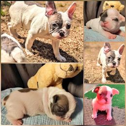 French Bulldog Puppies from G & K Frenchies LLC