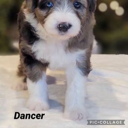 Australian Labradoodle, Bernedoodle, and Sheepadoodle Puppies from Lookingglass Doodles
