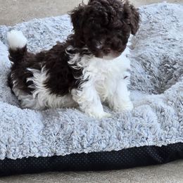 Farrari - Parti male Poodle puppy in Covington, Virginia from A  Gift from above kennel,  LLC