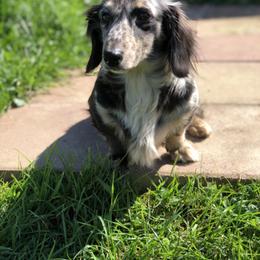 Ember - Dachshund