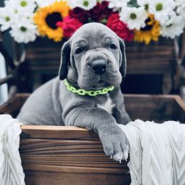 Green Collar, Blue - Blue male Great Dane puppy in Loma, Colorado from Adobe Creek Danes