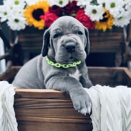 Green Collar, Blue - Blue male Great Dane puppy in Loma, Colorado from Adobe Creek Danes