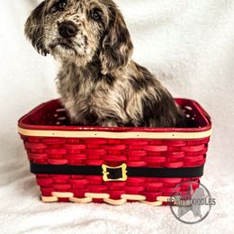 Bordoodle and Labradoodle Puppies from Howdy Doodles
