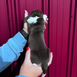 Girl 2 - Blue - Marnies Litter - Blue tan and white female Basset Hound puppy in Noblesville, Indiana from Russell Bassets