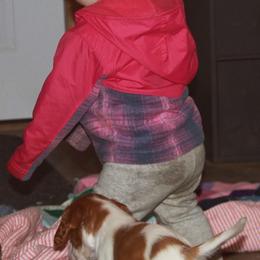 Clumber Spaniel and Irish Red and White Setter Puppies from NyaStar & Chequamegon