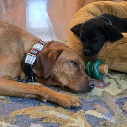 Labrador Retriever Puppies from Steele Caliber Retrievers