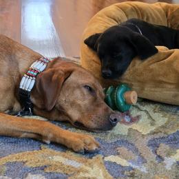 Labrador Retriever Puppies from Steele Caliber Retrievers