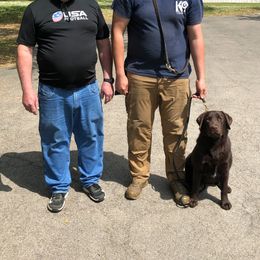 Labrador Retrievers from American Patriot Labradors