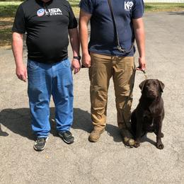 Labrador Retrievers from American Patriot Labradors