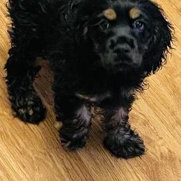 Cocker Spaniel Puppies from Angelic Cocker’s