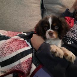 Astro - Cavalier King Charles Spaniel