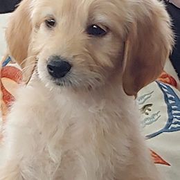 Goldendoodles from Southern Belle Goldendoodles