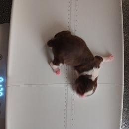 English Springer Spaniel Puppies from IV Springers of California